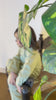 Sage Green Cambric Cotton Boy's Kurta Pajama RJ-KIDS213